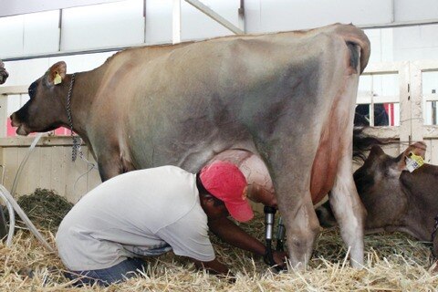 Distribución a los ganaderos
