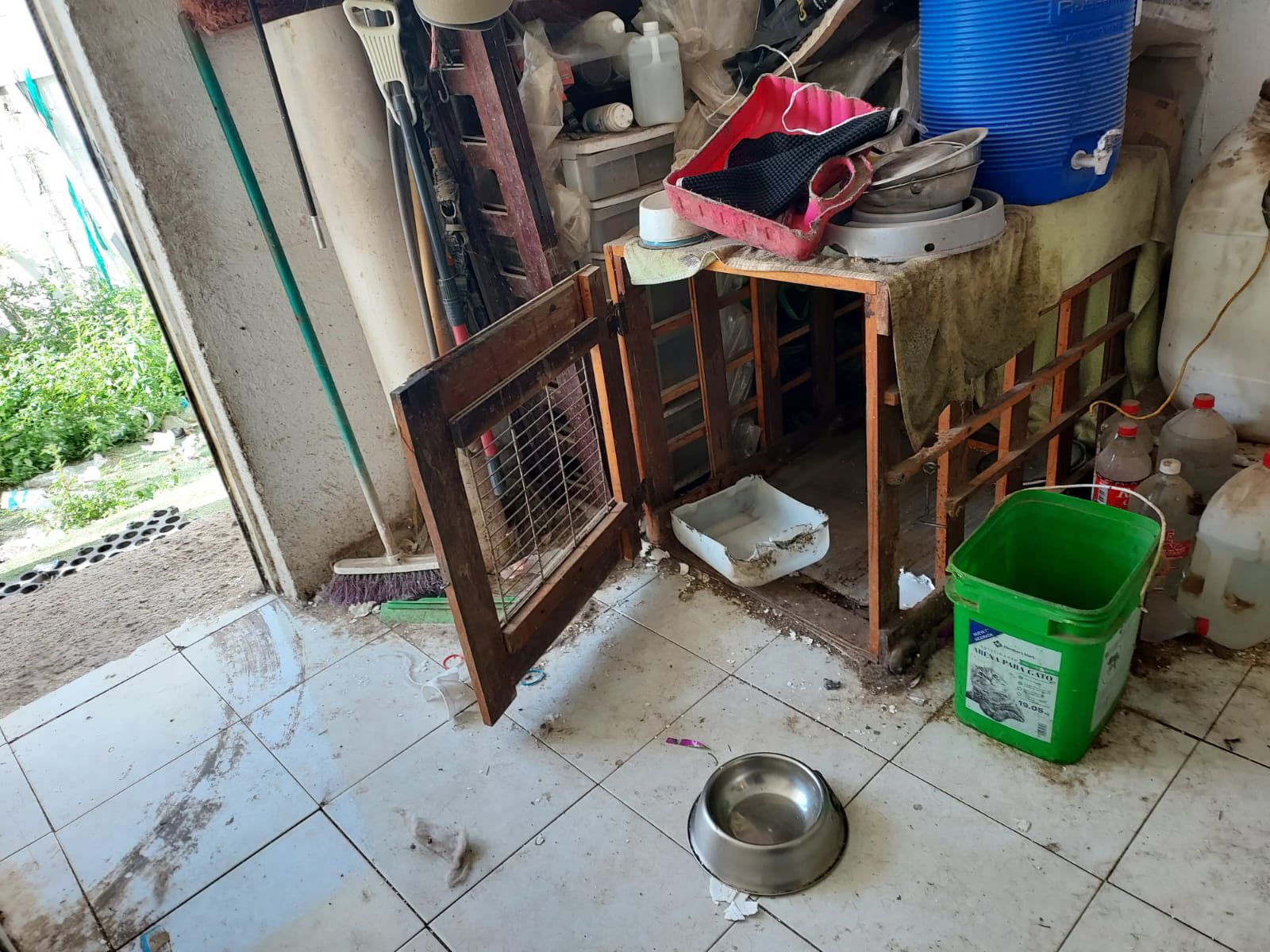 Rescatan a 6 perritos que vivían en condiciones insalubres en San Juan del Río
