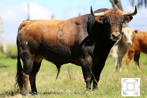 Encaste Parladé en la Santa María