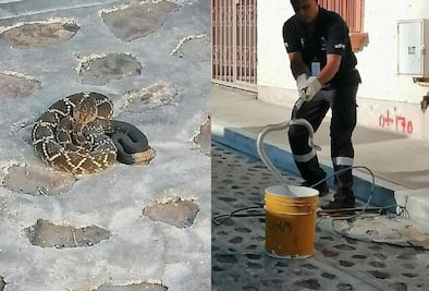 Una venenosa víbora de cascabel paseaba por las calles de Querétaro