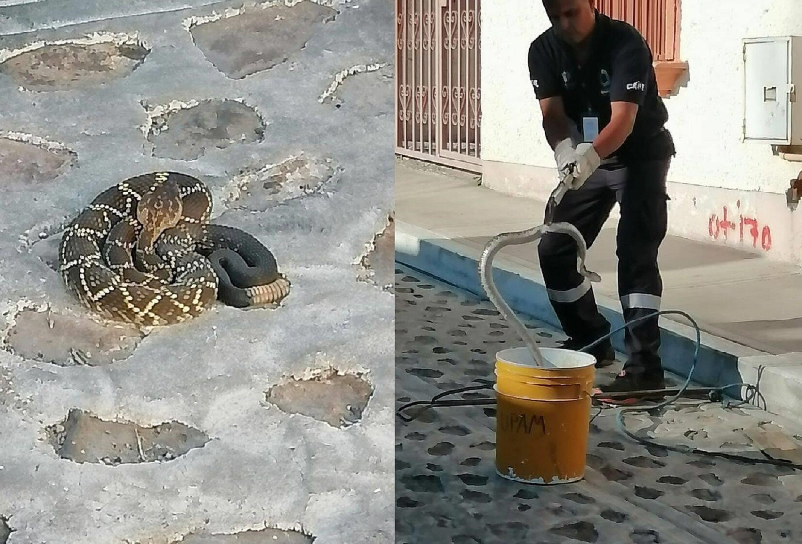 Una venenosa víbora de cascabel paseaba por las calles de Querétaro