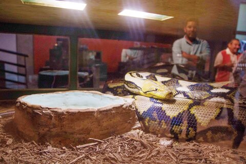 Con muestra buscan valorar importancia de las serpientes