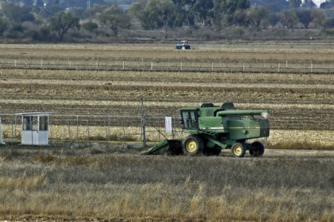 Estiman aumento de 12% en cosecha