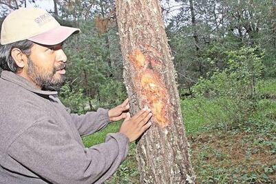 Disminuye tala por plaga