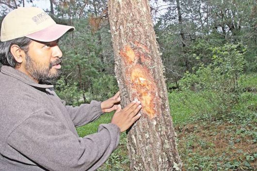 Disminuye tala por plaga