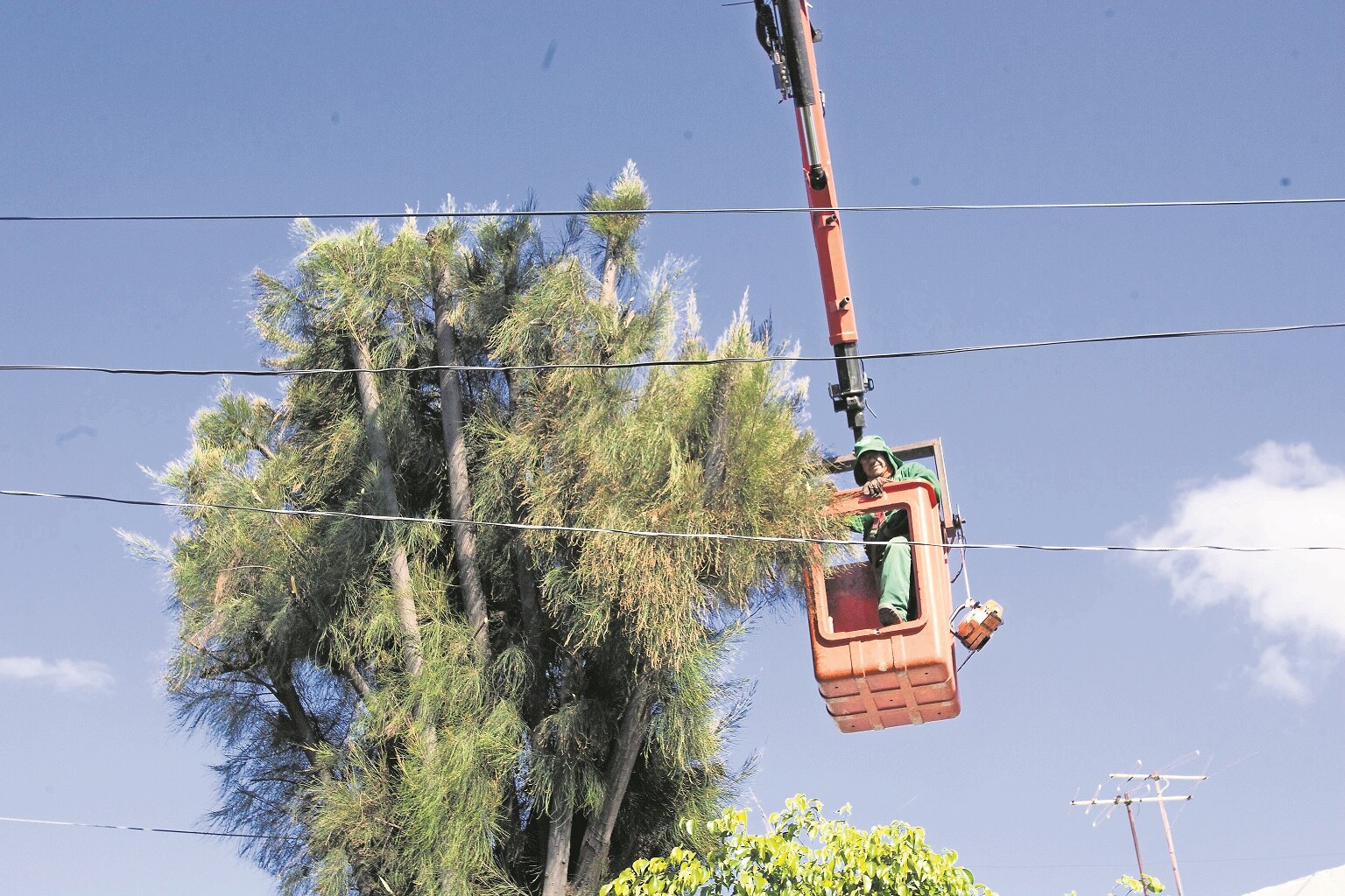 Denuncia SJR tres casos de poda severa 