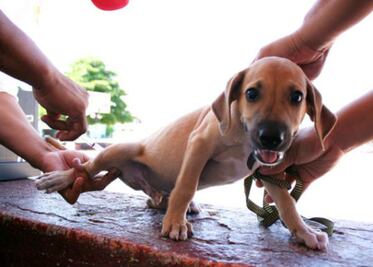 Inicia campaña antirrábica