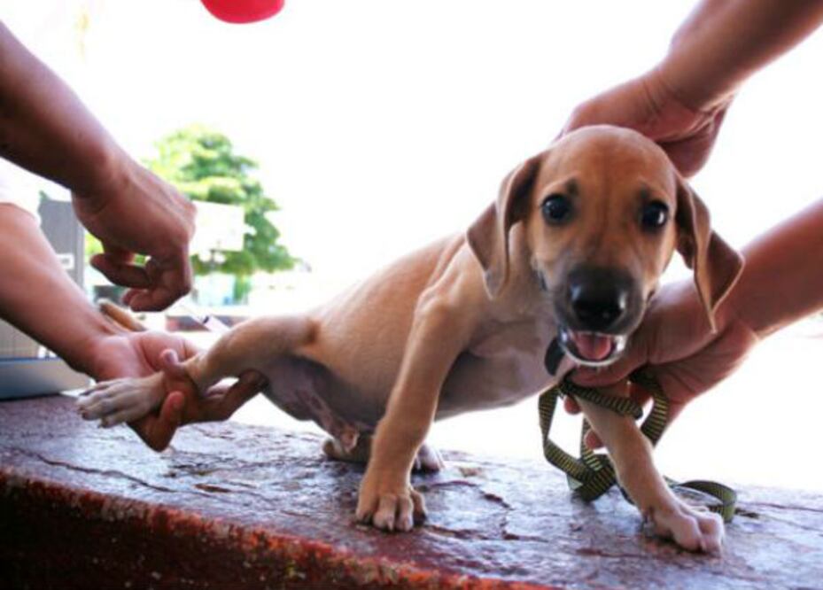 Inicia campaña antirrábica