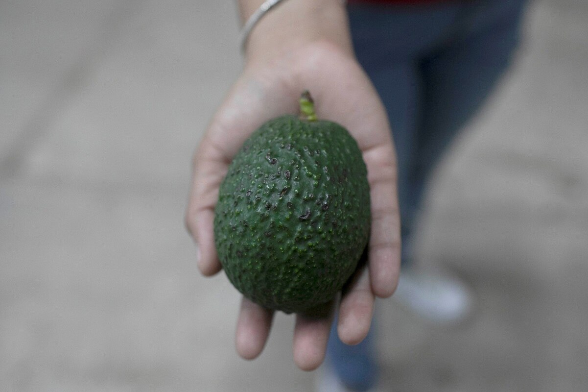 Estados Unidos reanuda importación de aguacate mexicano