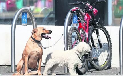 Emiten recomendaciones para cuidar a las mascotas ante la contingencia