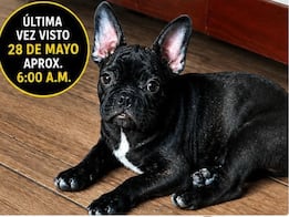 Buscan al perrito Milo en Querétaro; fue visto por última vez el 28 de mayo