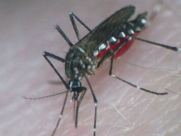 Importante extremar precauciones 