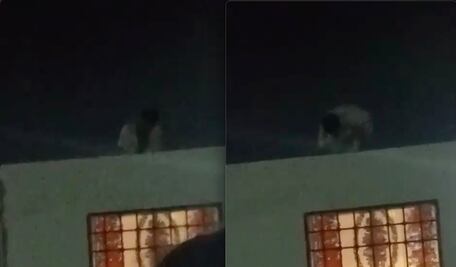 Perros rescatados de maltrato en Loarca no volverán con su dueño