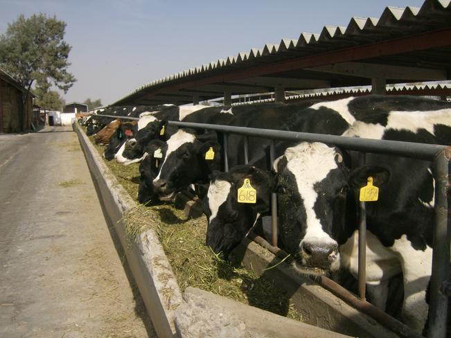 Mondelez aprovecha el boom de deslactosados