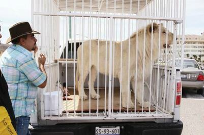 Querétaro ejemplo en prohibir circos