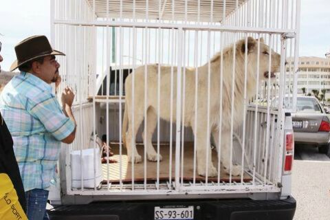 Querétaro ejemplo en prohibir circos