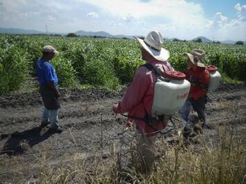 Alerta el campo por plagas 