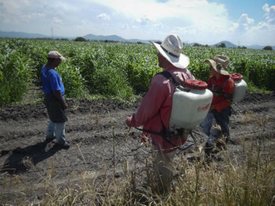 Alerta el campo por plagas