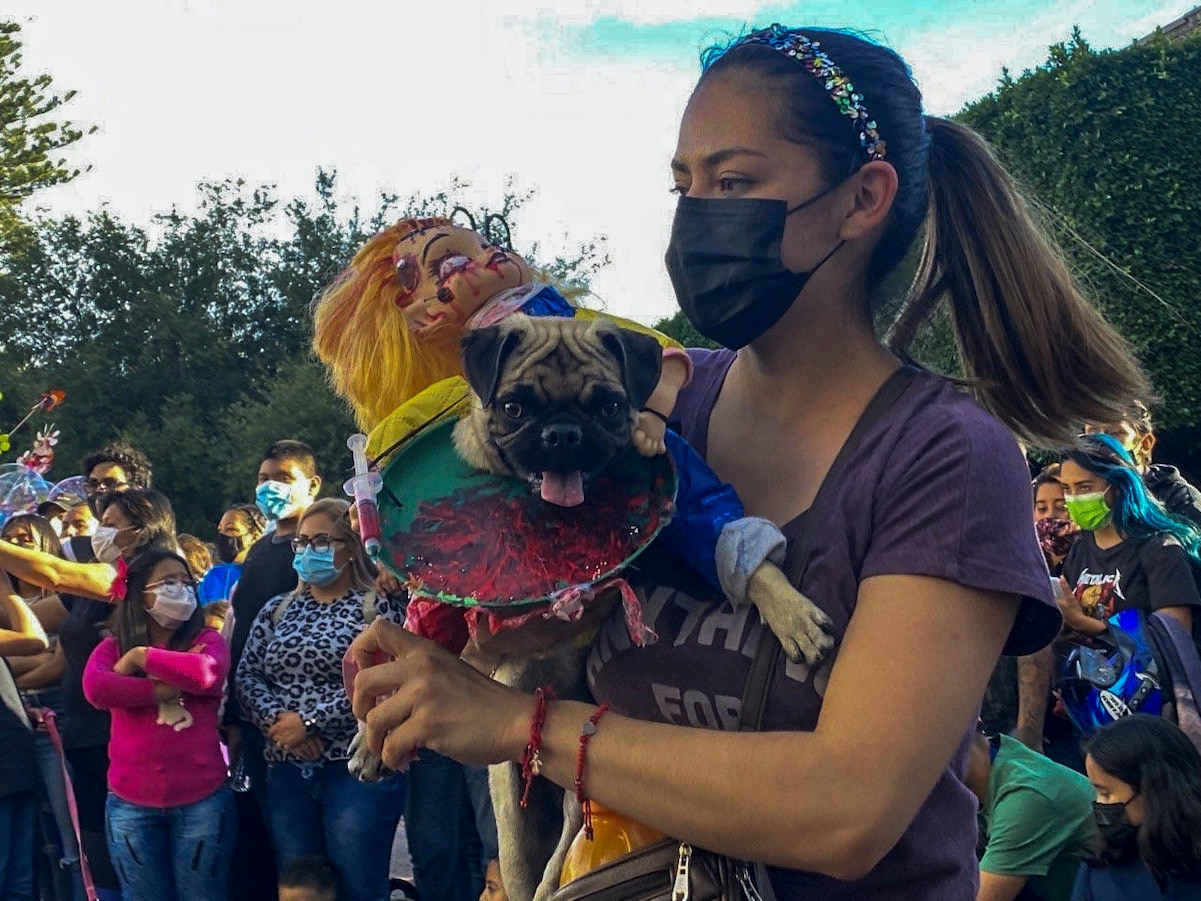 La pugmanía se adueña de las calles de Querétaro