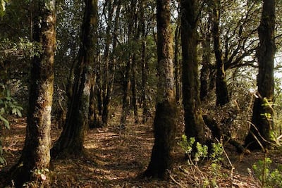 Acusan daño en Sierra Gorda por turismo 