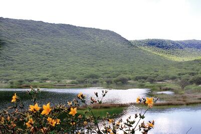 Trabajan en protección de áreas verdes