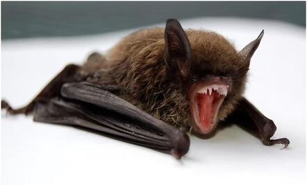 Hombre muere por rabia tras mordedura de murciélago en Oaxaca; no acudió a recibir atención médica