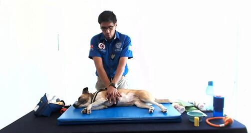 Dan curso virtual para atender a mascotas