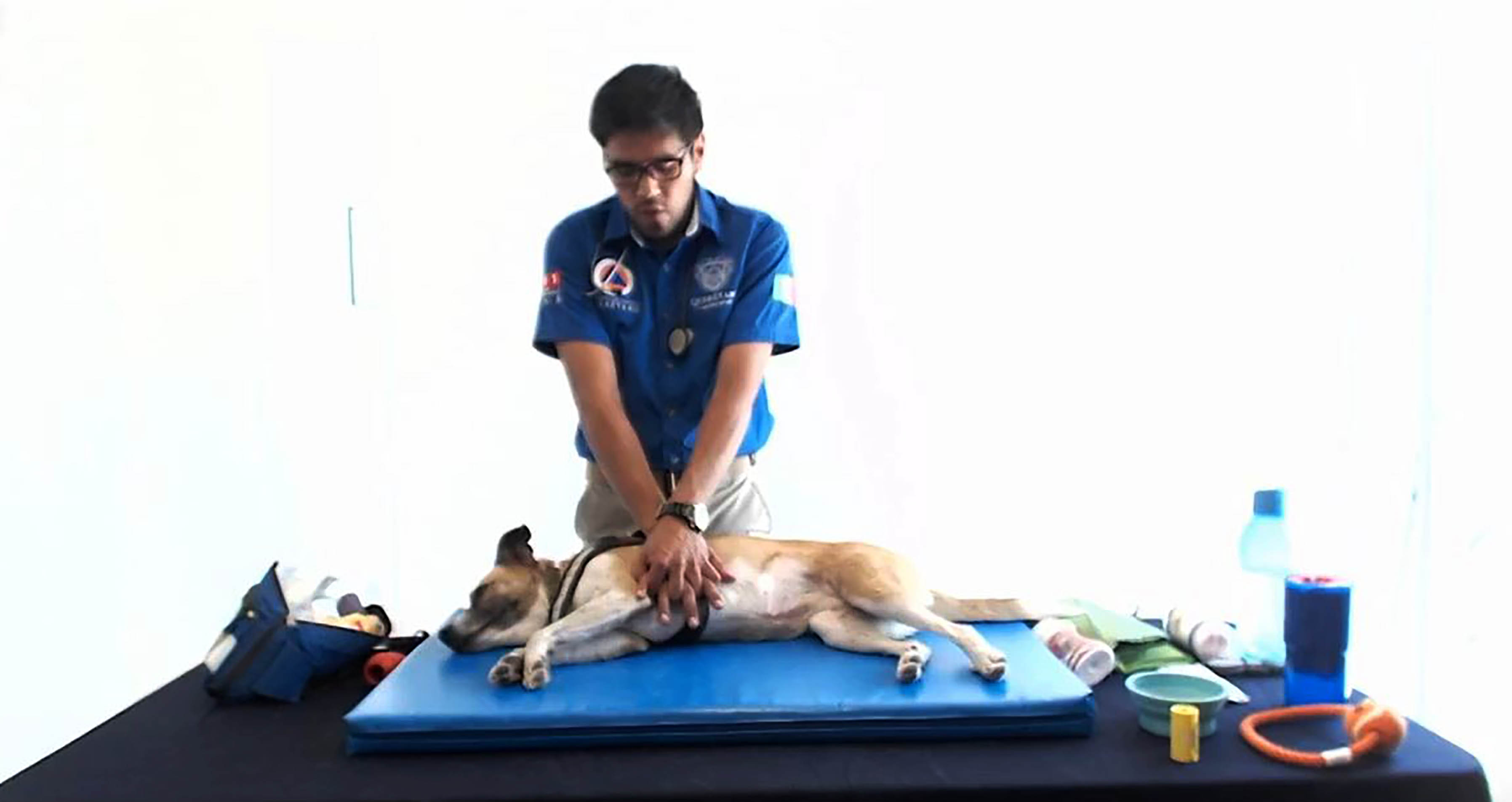 Dan curso virtual para atender a mascotas