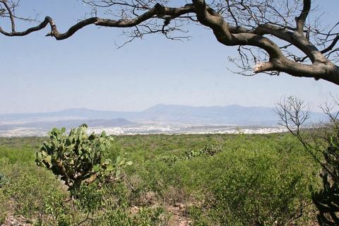 Identifican a autores de tala en Peña Colorada