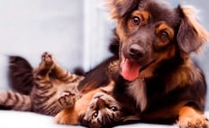 Establecen criterios para el cuidado y la custodia de mascotas