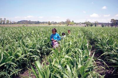 Cae precio de tonelada de maíz