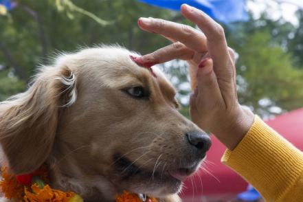 Kukur Tihar, ritual para bendecir a perros y gatos 
