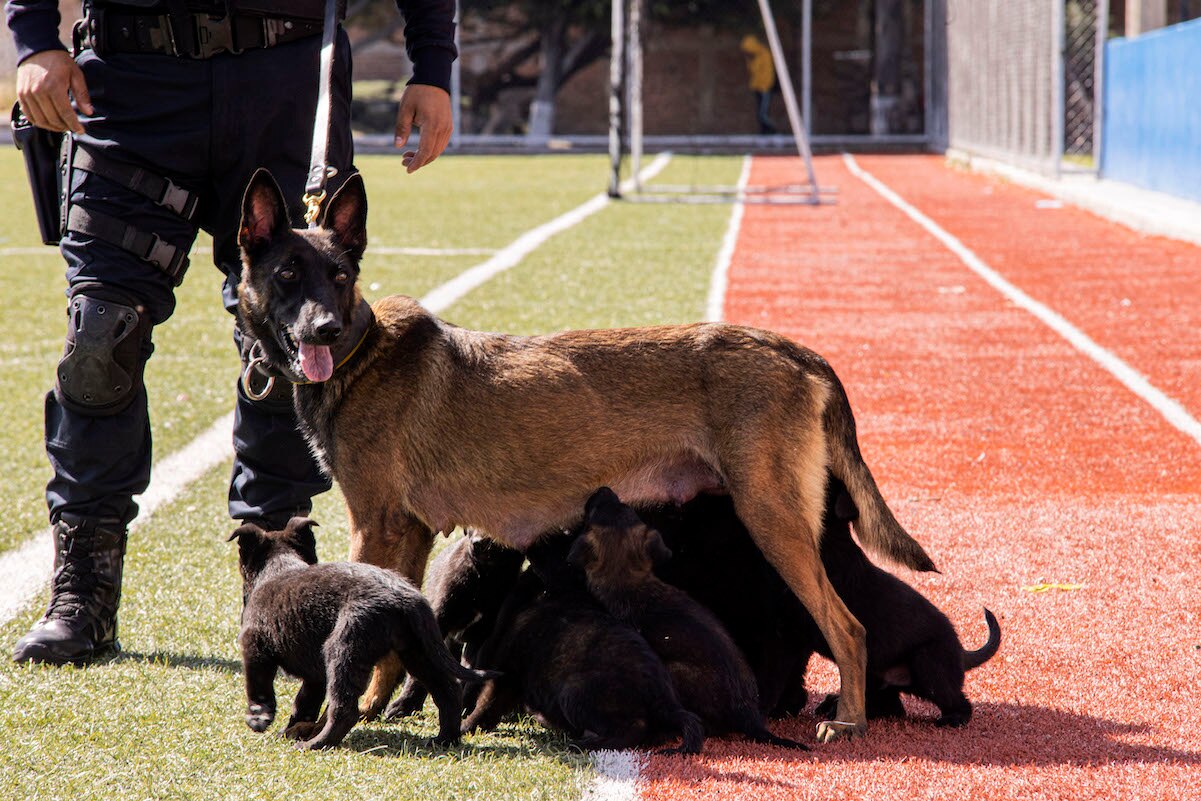Ladriditos de alarma: nacen los refuerzos de la policía canina de Querétaro