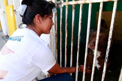 Sube la adopción de mascotas en la ciudad