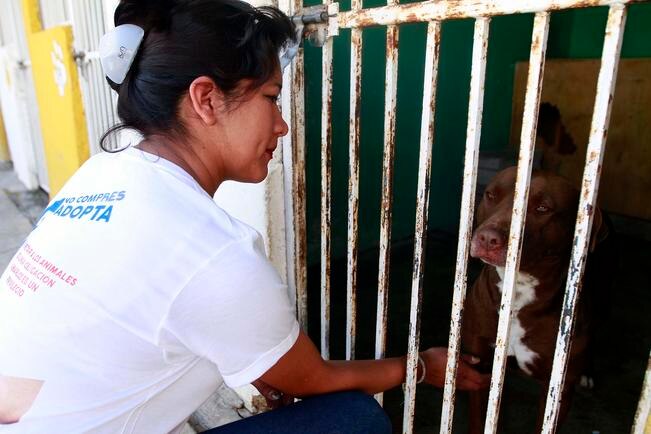 Sube la adopción de mascotas en la ciudad
