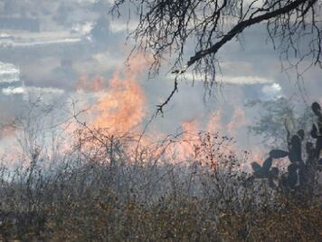 Piden a dueños de baldíos limpiarlos