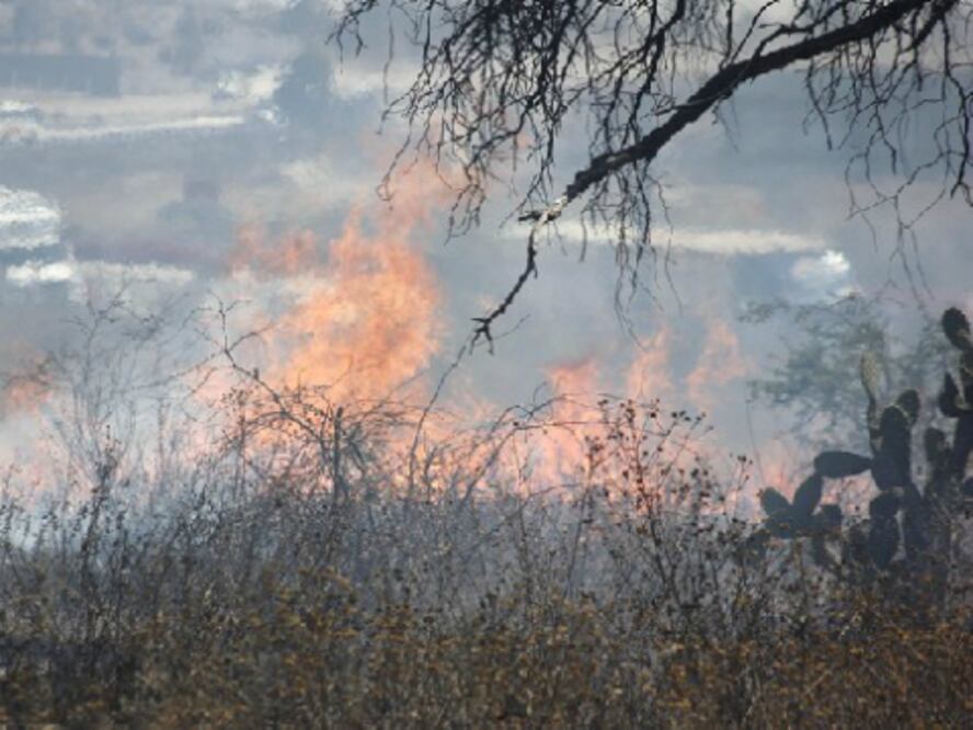 Piden a dueños de baldíos limpiarlos