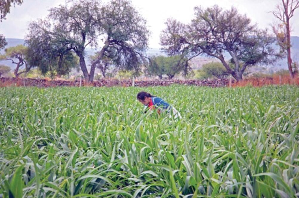 En riesgo, 30 mil ha de cultivo