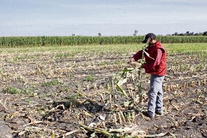Se han dejado de sembrar 40 mil ha por la sequía