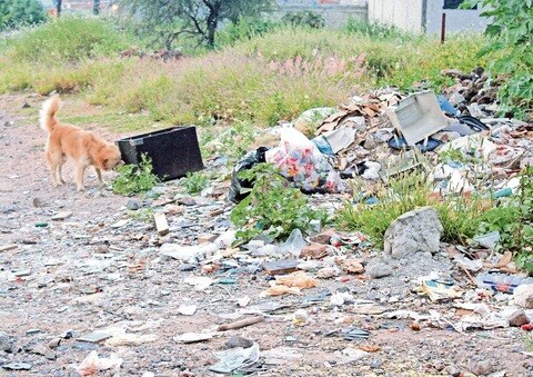 Ven aumento de canes en Palma de Romero