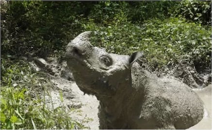 Reportan muerte de “Tam”, el último rinoceronte macho de Sumatra