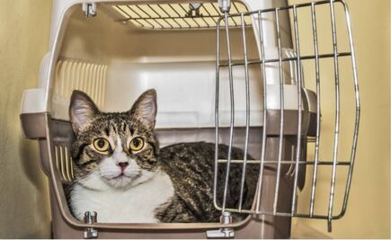 Reportan primer caso de Covid-19 en un gato de Reino Unido