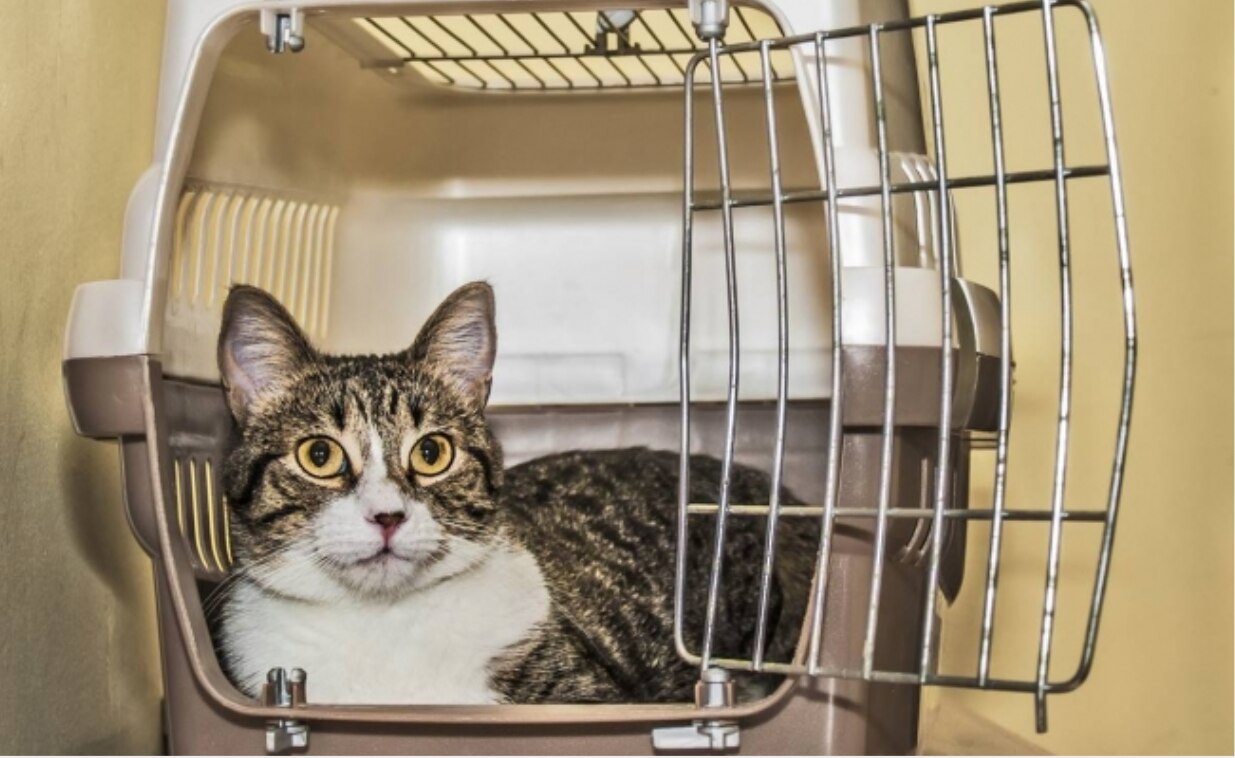 Reportan primer caso de Covid-19 en un gato de Reino Unido