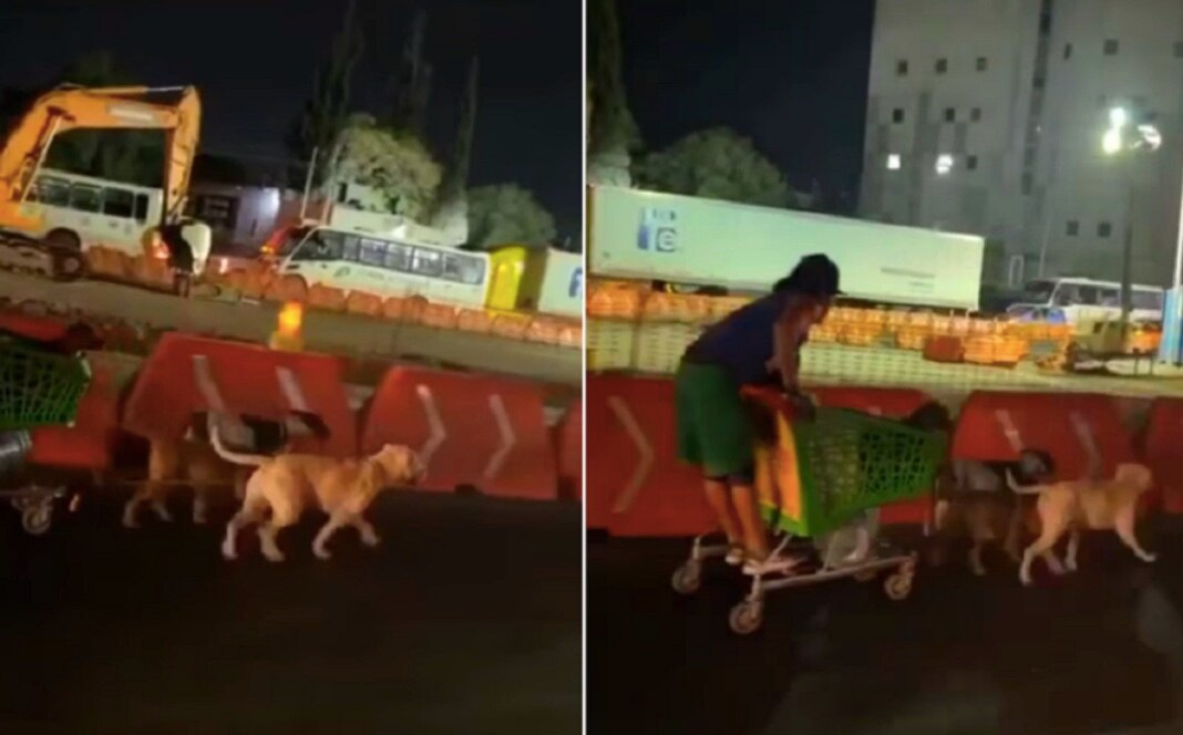 Video. Captan trineo de perros en Querétaro; transitaba por las obras de 5 de Febrero
