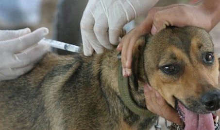 Comienza campaña de vacunación antirrábica en SJR