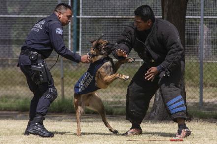 Los perros policías de la SSC, guardianes del orden