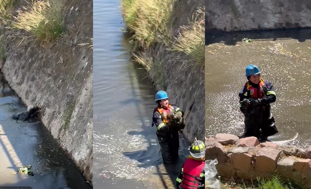 Rescatan a perrito atrapado en el Río Querétaro