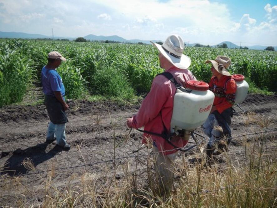 Por sobreproducción, bajan precios del maíz