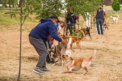 Por una adopción responsable de mascotas