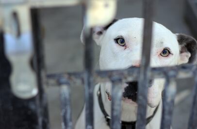 Prioridad en SJR comprar una unidad móvil canina
